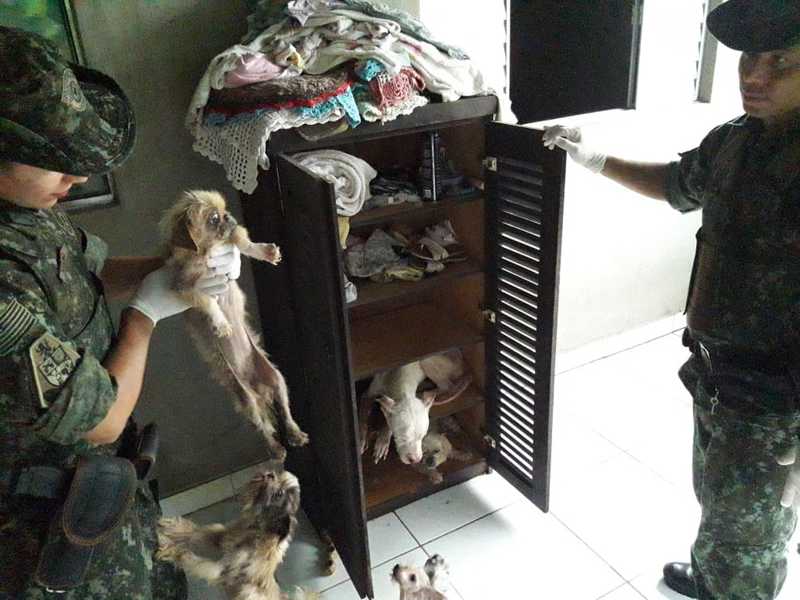 Mulher é multada em R$ 54 mil após maltratar 18 cachorros em SP