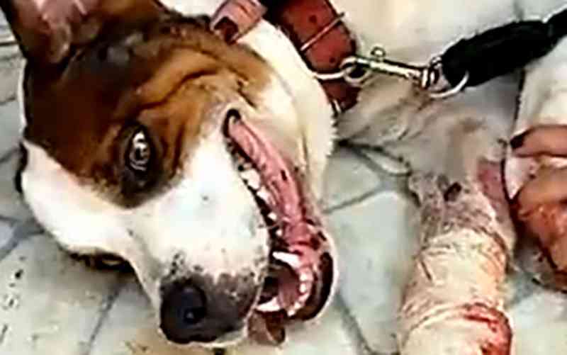 Cachorro fica ferido após ser preso com coleira a carro em movimento, em Jaguariúna, SP