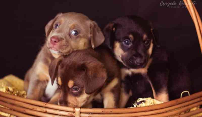 Associação promove ensaio fotográfico de animais disponíveis para doação em Penápolis, SP