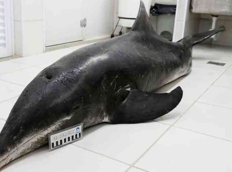 Golfinho é encontrado sem vida encalhado na orla de Praia Grande, SP