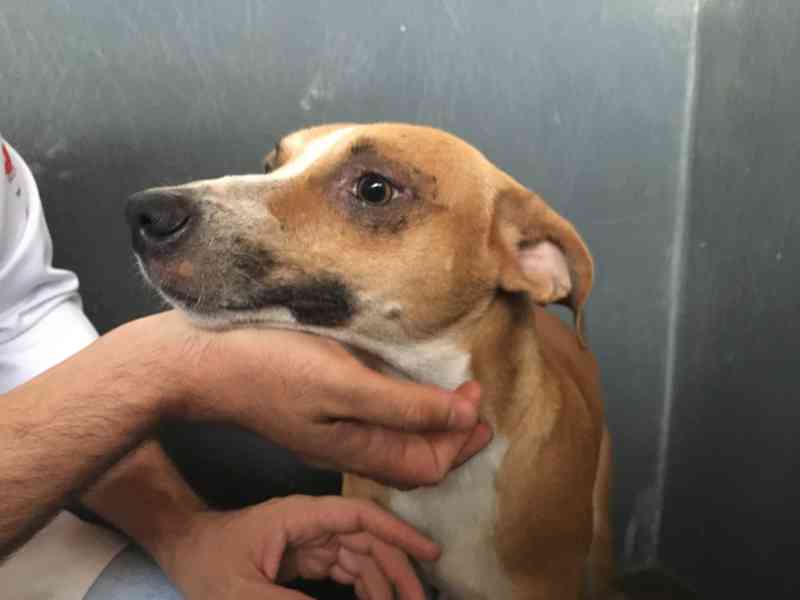 Cachorro vítima de maus-tratos em Presidente Prudente (SP) recebe cuidados veterinários e apresenta melhora no CCZ