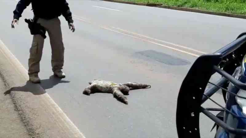 Preguiça é resgatada deitada na rodovia mais movimentada do Tocantins