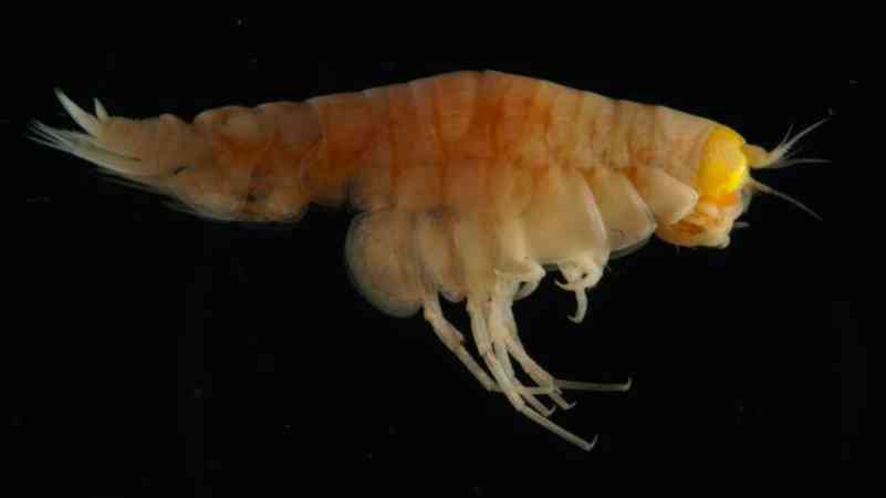 Todo animal retirado da parte mais profunda do oceano tinha plástico no intestino