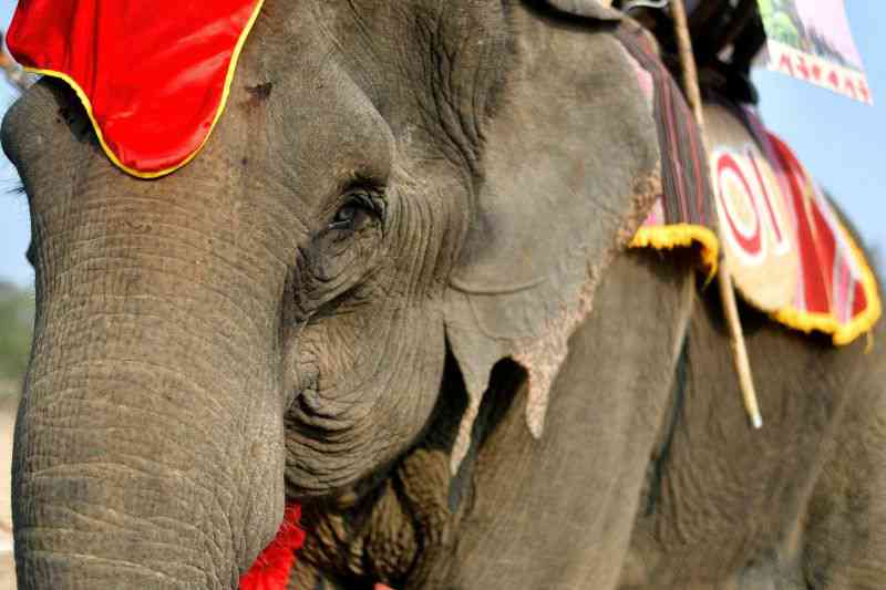 Corridas de elefantes: uma tradição cruel no Vietname