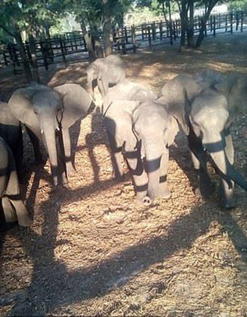 Ativistas filmam filhotes de elefantes capturados para venda a zoológicos