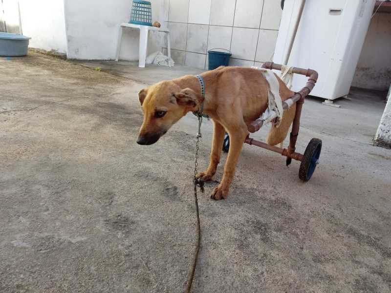 Cachorro ganha cadeira de rodas artesanal depois de ser atropelado e perder movimentos das patas em AL