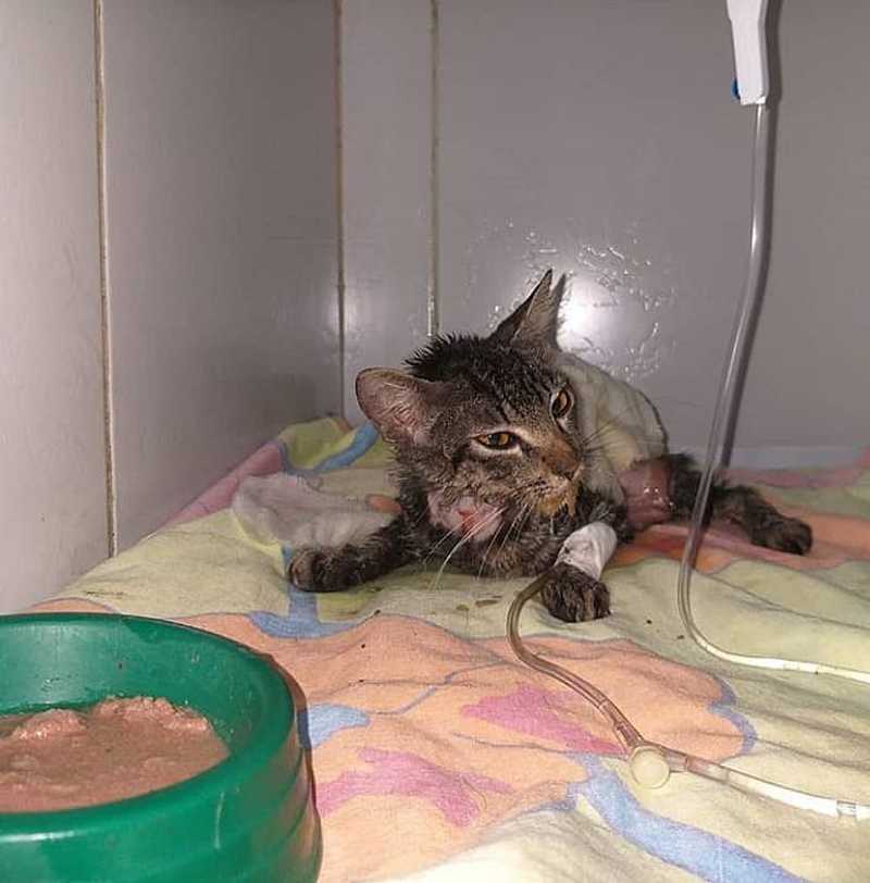 Crueldade: gata é esfolada viva e tem rabo cortado em Maceió