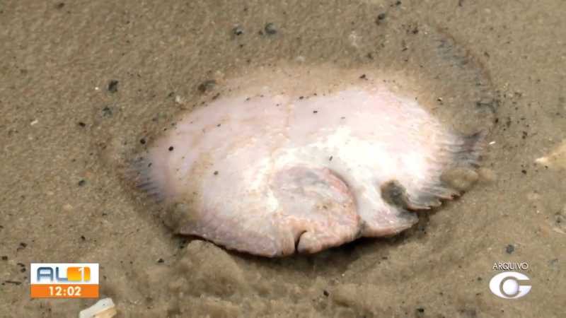 Mais animais marinhos aparecem mortos em Marechal Deodoro, AL
