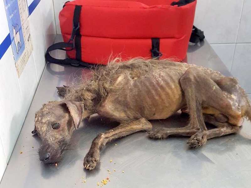 Mulher luta para salvar cão que foi despejado nas ruas e deixado para morrer