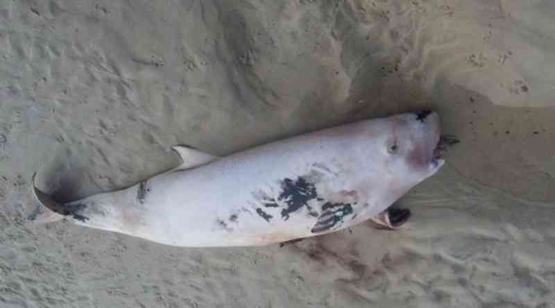 Animal marinho é encontrado morto em praia do sul da Bahia