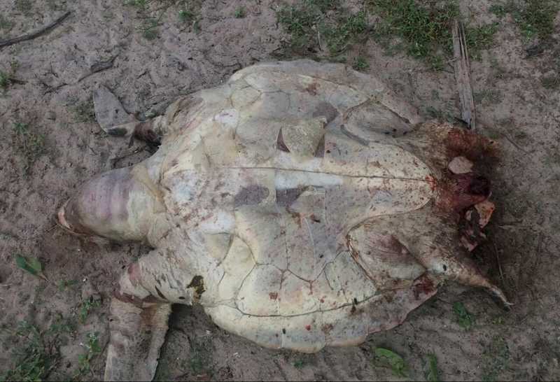 Tartaruga é achada morta em praia de Ilhéus, no sul da Bahia