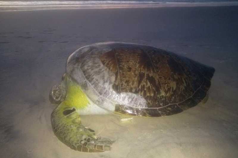 Tartaruga é achada morta em praia do sul da Bahia