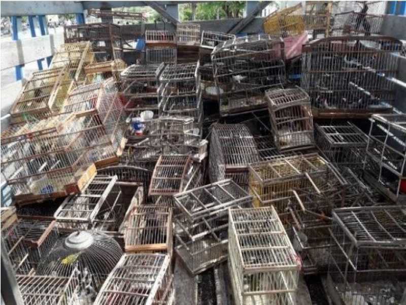 700 animais mantidos em cativeiro são resgatados em Juazeiro (BA) e mais 10 municípios