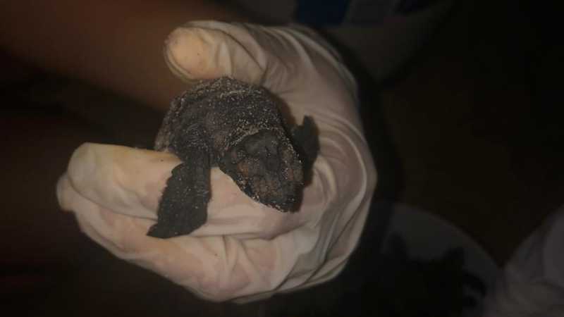 Graças à ação de guarda-vidas, filhotes de tartaruga encontram caminho do mar em Fortaleza