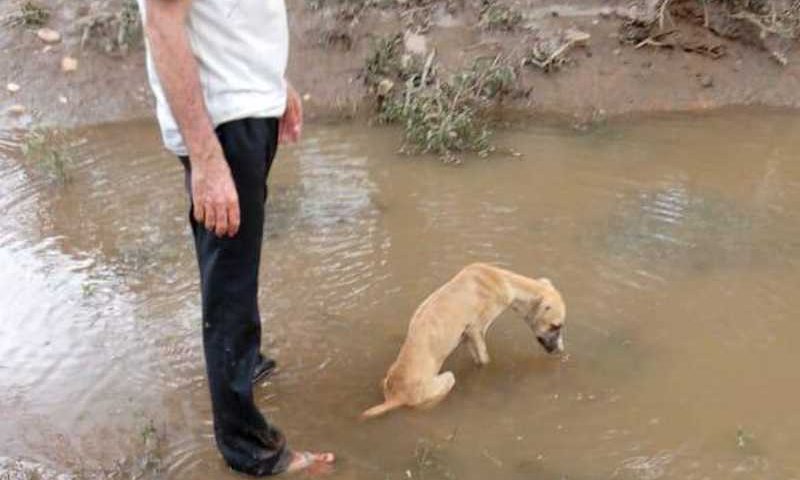 Cadela estava presa em areia e lama no Rio Salgado. Foto de Gabriel Colaço