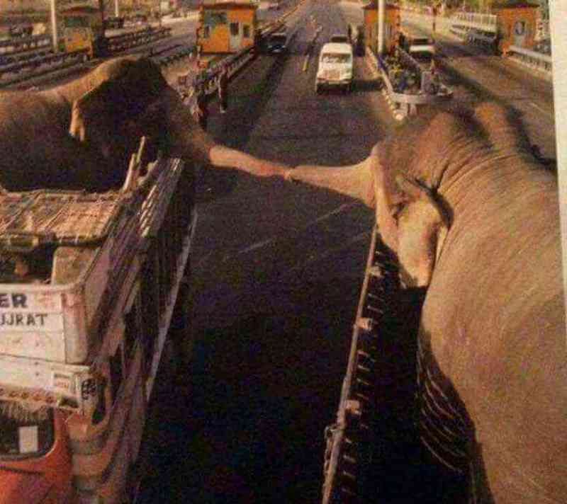 Dois elefantes separados unem as trombas para se despedirem para sempre