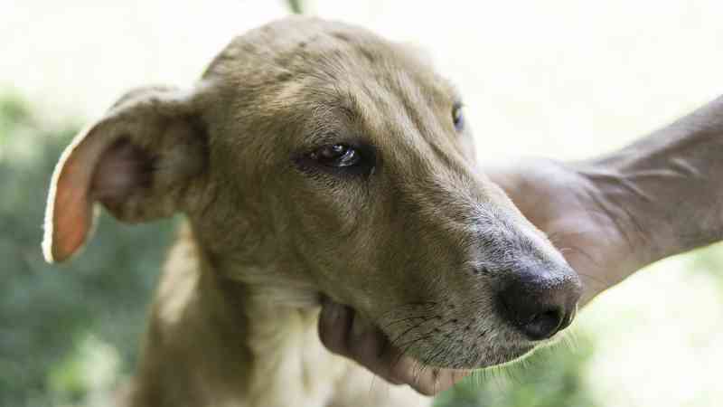 Virgínia (EUA) publica lei que torna a crueldade contra animais um crime