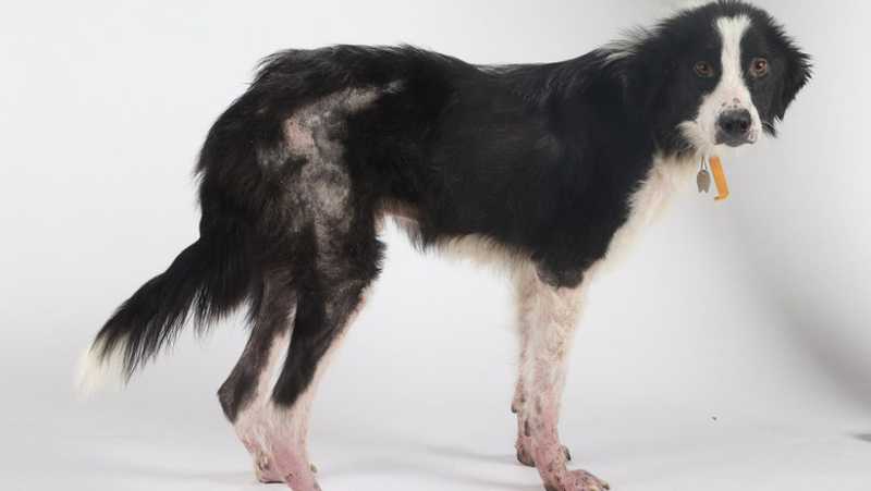 ONG nos EUA promove programa de leitura para ressocializar cães abandonados