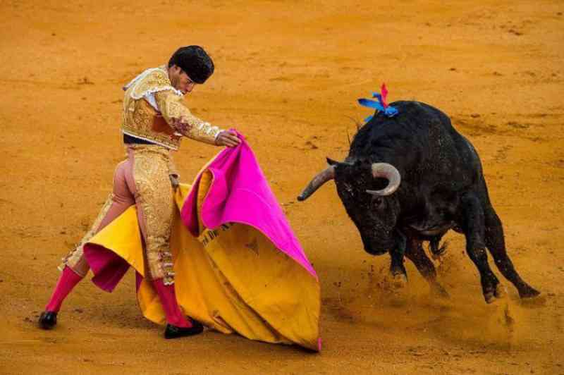 Espanha: Pacma insiste em pedir que a tauromaquia seja ‘um crime’