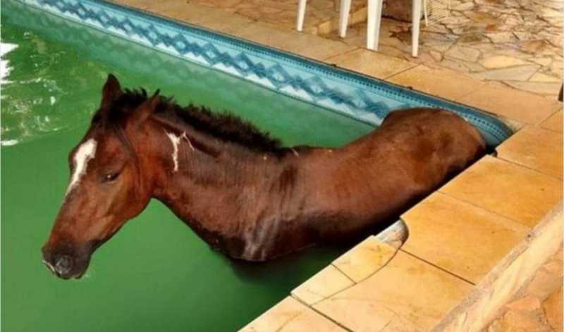 Cavalo cai dentro de piscina, e bombeiros são acionados para resgatar o animal
