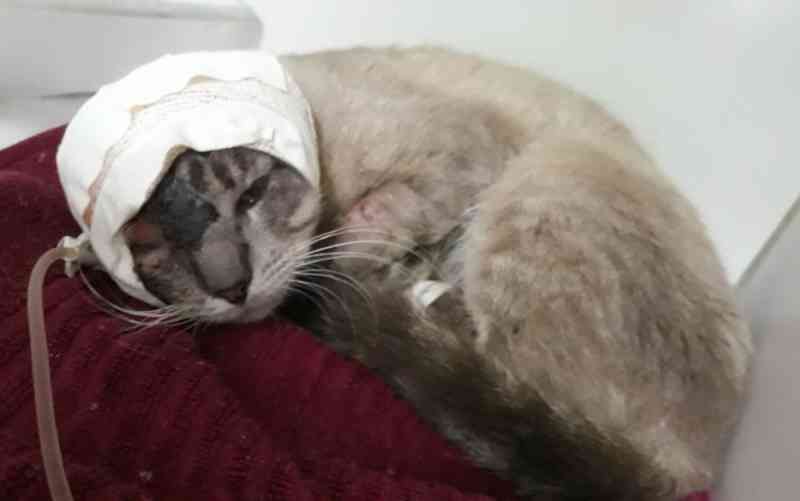 Grupo faz campanha para pagar tratamento de gato gravemente ferido, em Goiânia, GO