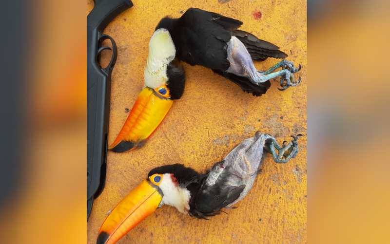 Três homens são detidos após matarem tucanos para comer, em Águas Lindas de Goiás, GO