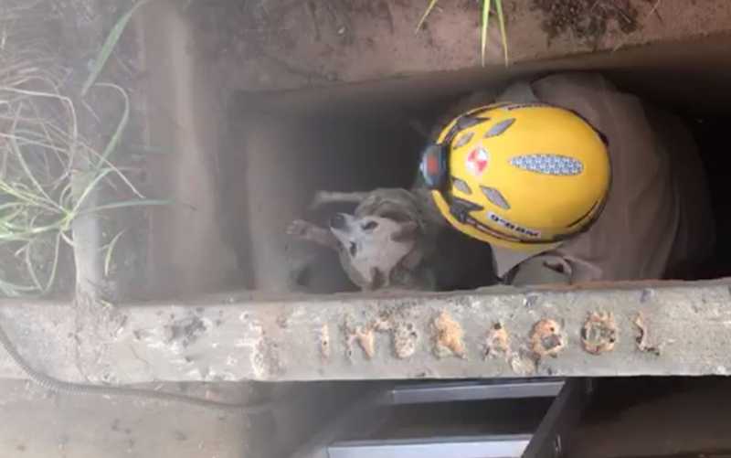 Bombeiros resgatam cachorro que caiu dentro de bueiro de 5 metros de profundidade em Caldas Novas, GO