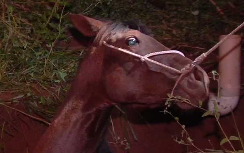 Cavalo é resgatado de fossa em Senador Canedo, GO