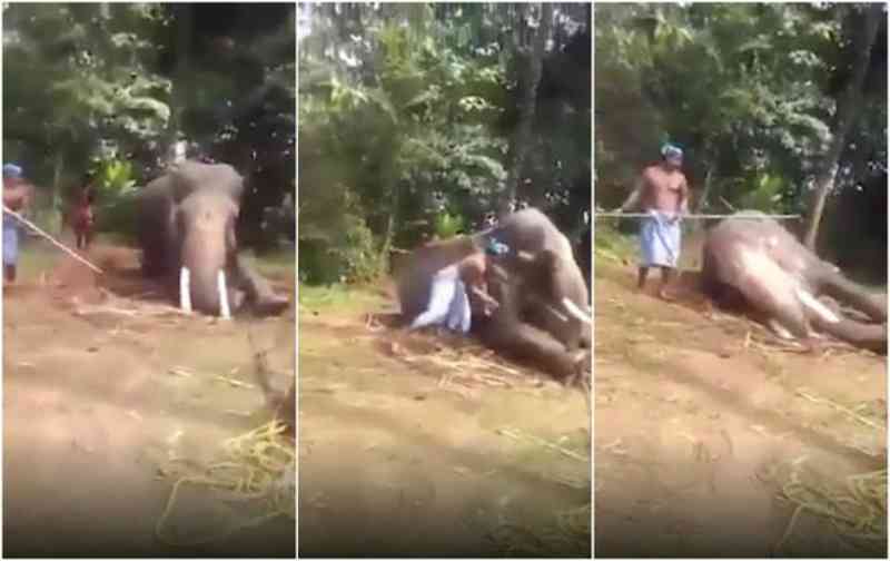 Elefante é resgatado após sofrer agressões cruéis de tutores