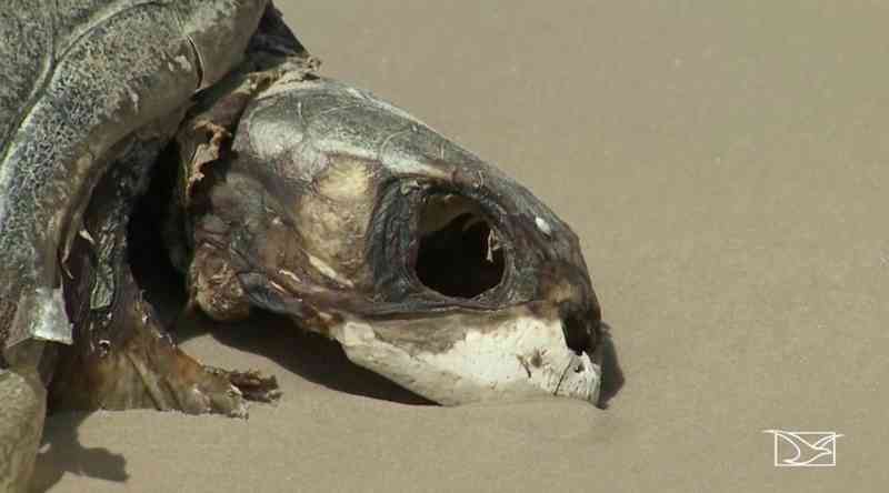 Triplica número de tartarugas mortas por ingestão de lixo nos Lençóis Maranhenses