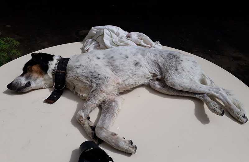 Cão morre após ingerir veneno de rato e tutora registra crime na delegacia, em Conselheiro Lafaiete, MG