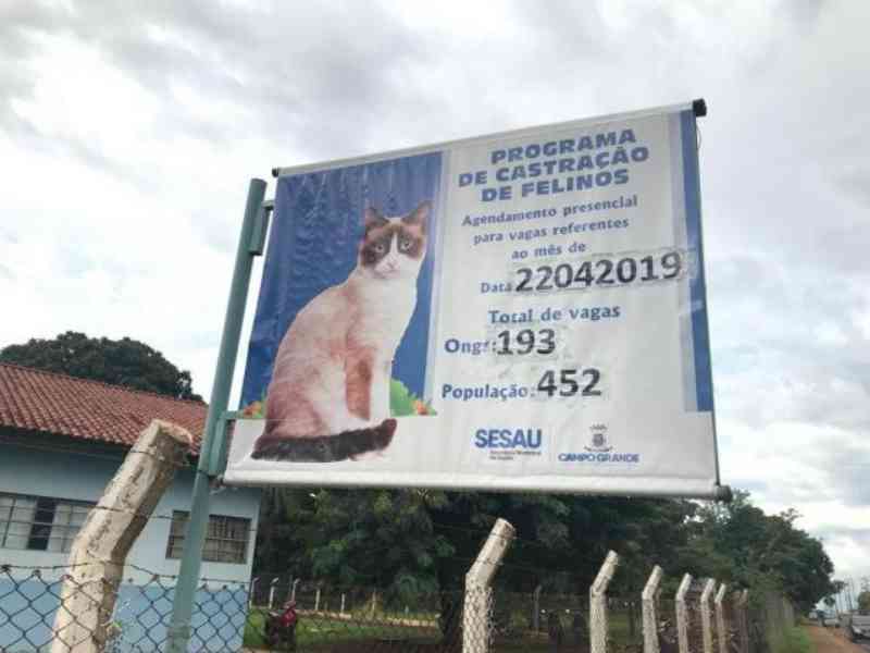 Senhas para castração de gatos acabam em meia hora e distribuição volta em maio em Campo Grande, MS