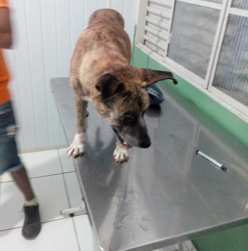 Cachorro é abandonado com os olhos mutilados, em Campo Grande, MS