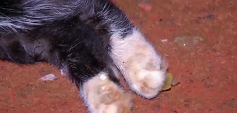 Gatos são encontrados mortos em Tangará da Serra (MT) e tutora suspeita de envenenamento