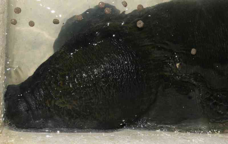 Filhote de peixe-boi é encontrado por moradores e resgatado por agentes ambientais em Óbidos, PA