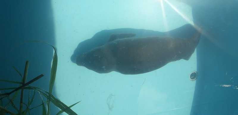 Peixe-boi resgatado por pescadores é entregue para reabilitação em zoológico de Santarém, PA
