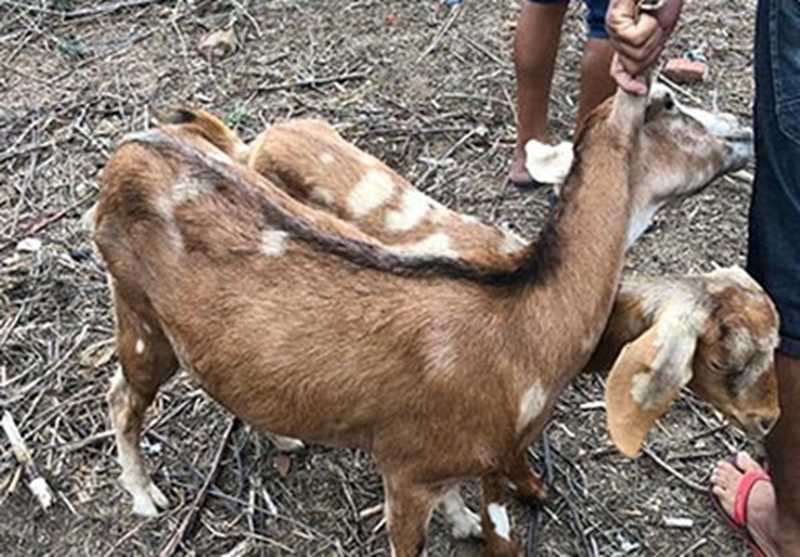 Homem é detido suspeito de estuprar cabras em Brejo da Madre de Deus, em PE