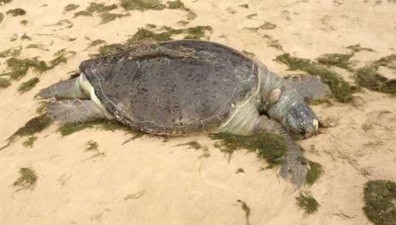 Tartaruga-marinha é encontrada morta na Praia de Boa Viagem, no Recife