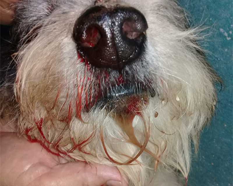 Cão que teria mordido criança tem crânio quebrado e olho perfurado