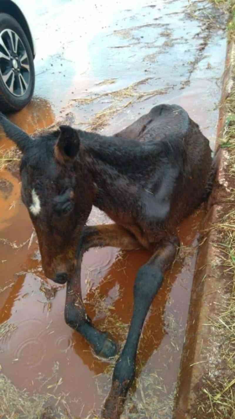 Mais um cavalo é resgatado em estado de abandono em Campo Mourão, PR