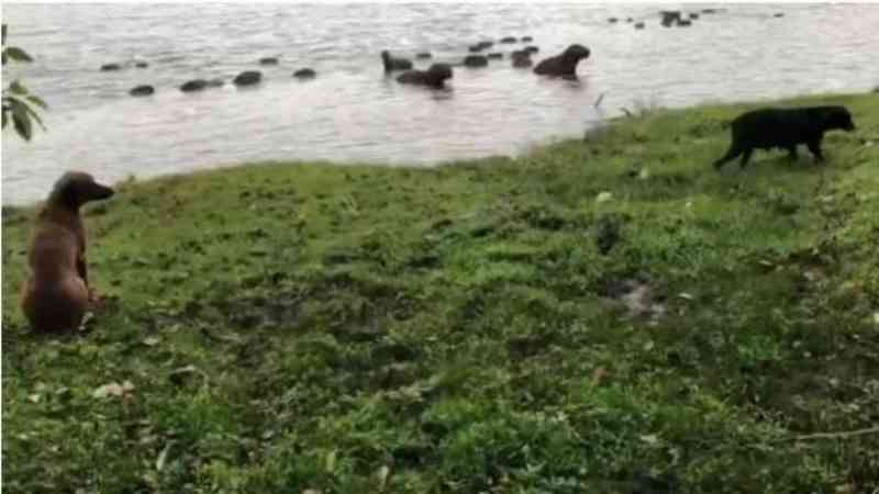 Cachorros impedem capivaras de sair do Lago Municipal de Cascavel, PR