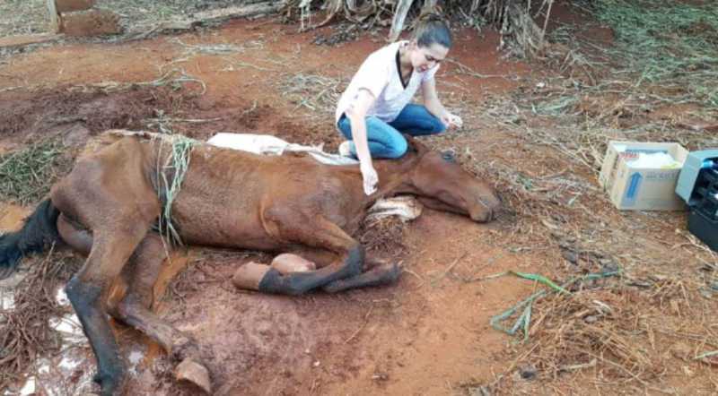 Apesar dos esforços, cavalo encontrado desnutrido morre em clínica de Campo Mourão, PR