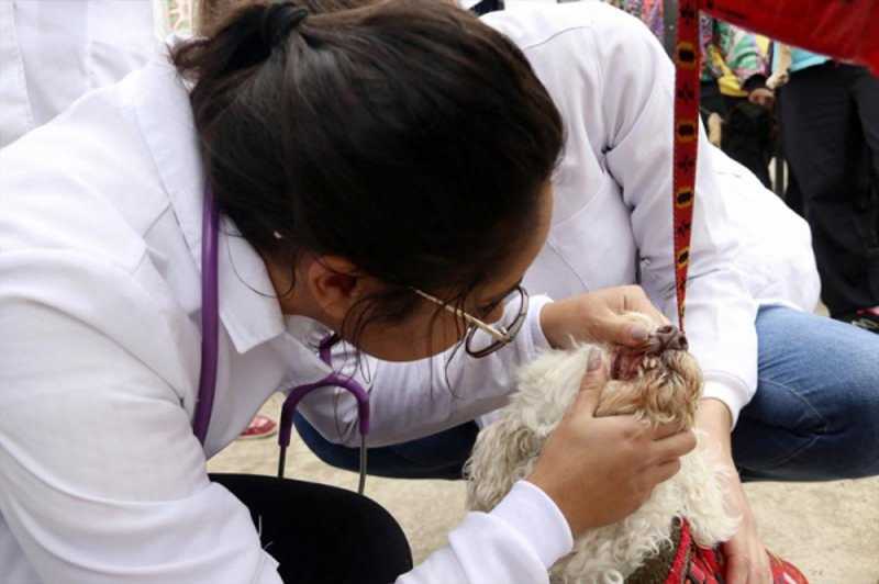 Avaliações clínicas de cães e gatos voltam à Regional Tatuquara, em Curitiba