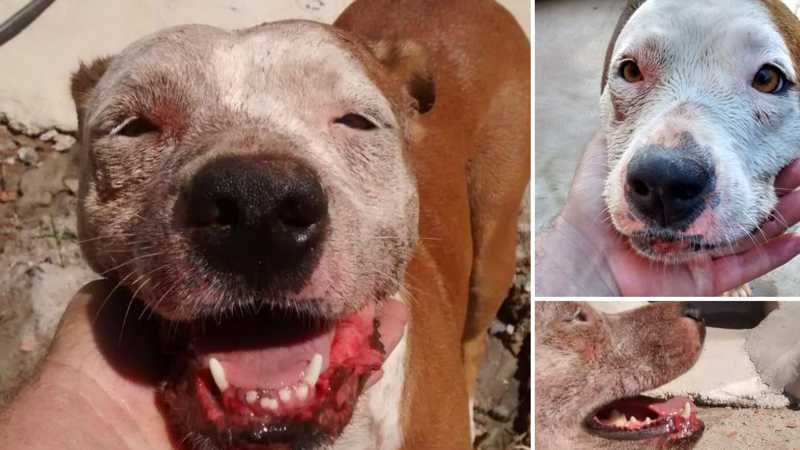 Ataques cruéis contra cães deixam um animal morto e dois feridos após invasão de casas no RJ