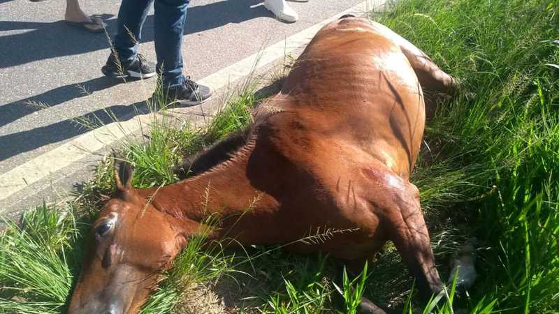 Cavalo é morto a tiros em Valença, RJ