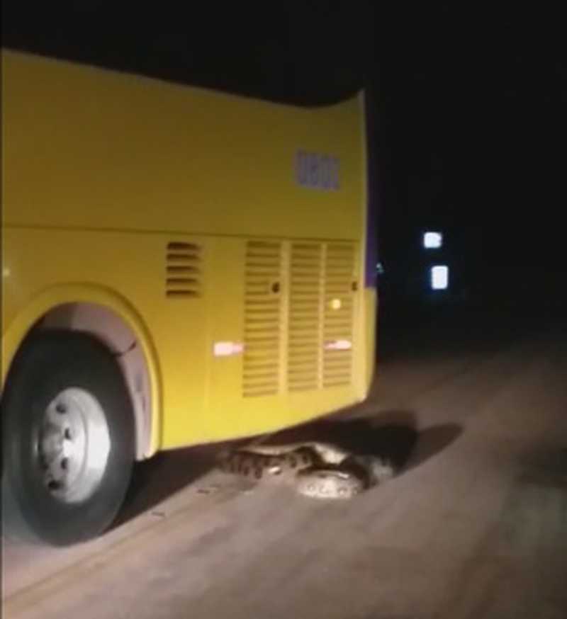 Polícia Ambiental investiga caso de ônibus que passou propositalmente por cima de cobra em RO
