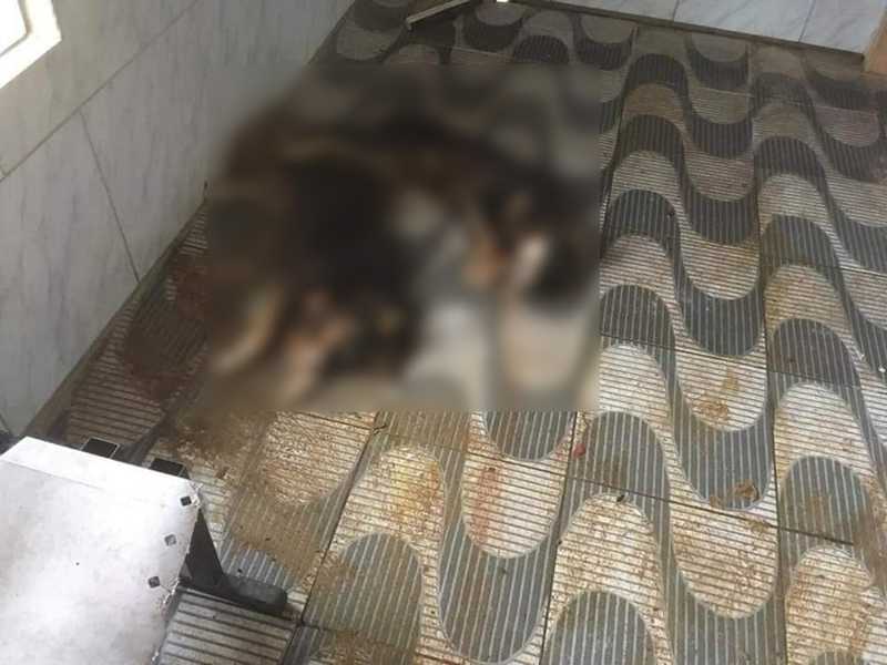 Cães são encontrados mortos em abrigo arrombado em Encruzilhada do Sul, RS