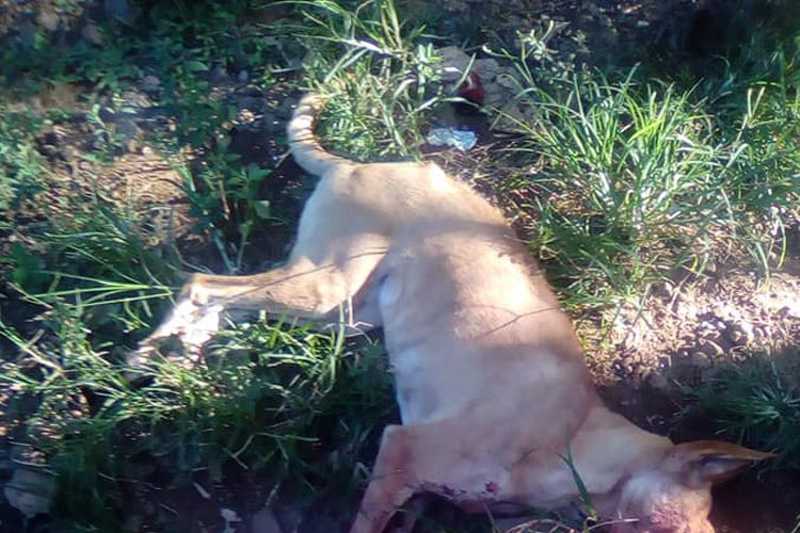 Mutilação em cachorro motiva protesto em Sinimbu, RS