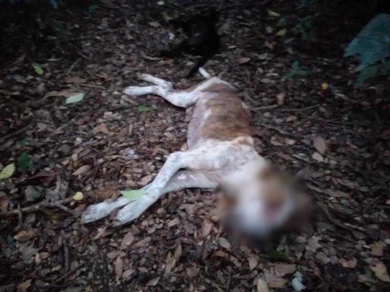Cachorros são mortos com golpes de enxada em Vera Cruz, RS
