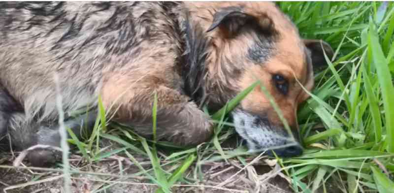 Cachorrinha morre dias após ser encontrada com sinais de estupro em Tubarão, SC